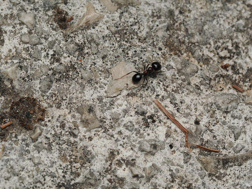 Wasmann's Harvester Ant
