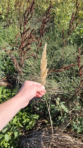 Calamagrostis epigejos, photograph 5