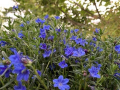 Glandora prostrata
