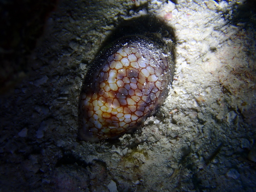 Cypraea histrio observed 2026-09-21