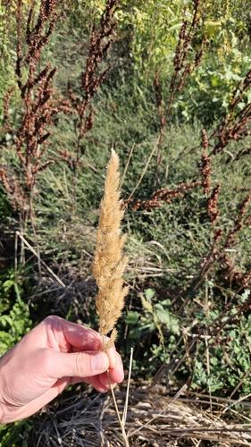 Calamagrostis epigejos, photograph 6