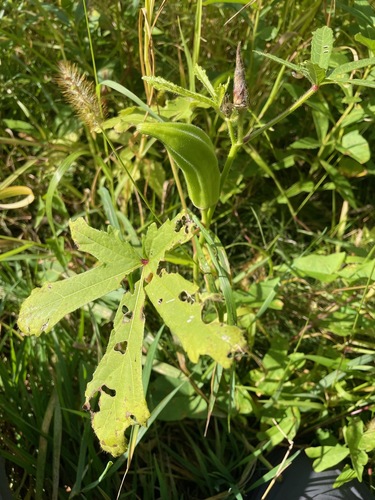 Abelmoschus esculentus observed 2026-09-22