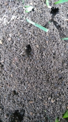 Lasius niger