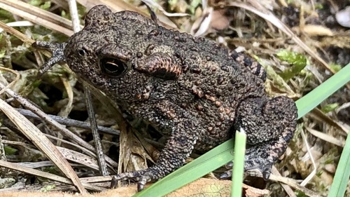European Toad