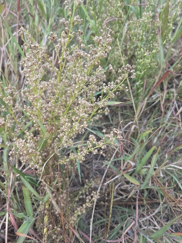 horseweed