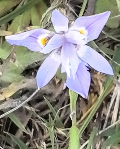 Moraea setifolia, photograph 2
