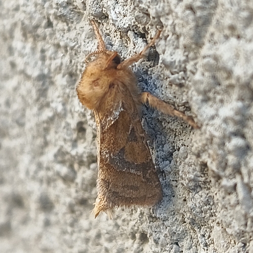 Orange Swift
