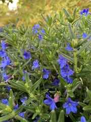 Glandora prostrata