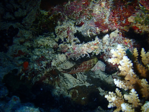 Cephalopholis leopardus observed 2026-09-21