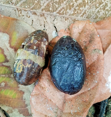 Canarium ovatum observed 2026-09-23