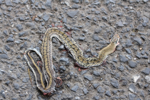 Chinese Beauty Snake