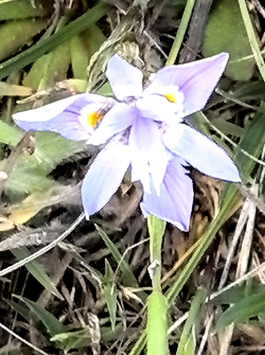 Moraea setifolia, photograph 3