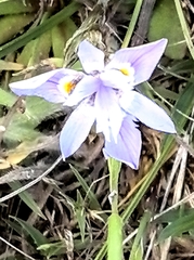 author not stated, no rights reserved Moraea setifolia, photograph author not stated, no rights reserved