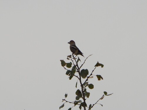Hawfinch