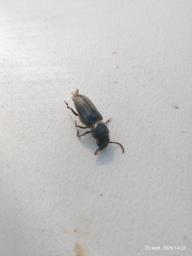 Black Longicorn Beetle