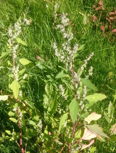 Common Lambsquarters