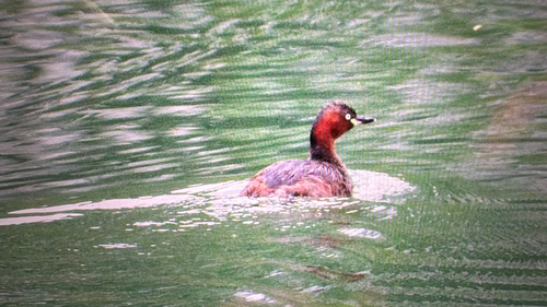 Little Grebe