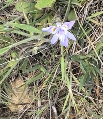 author not stated, no rights reserved Moraea setifolia, photograph author not stated, no rights reserved