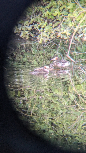 Great Crested Grebe