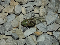 Macrosemia kareisana