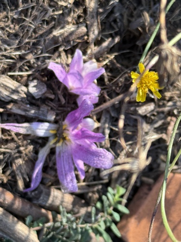 False Meadow Saffron