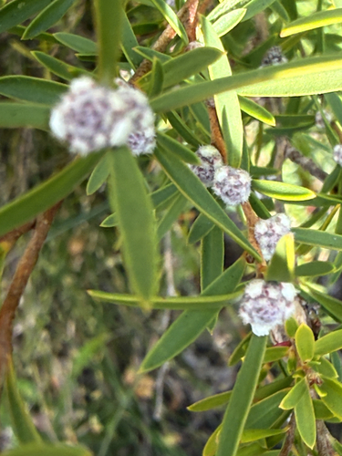 Taxandria linearifolia, photograph 2