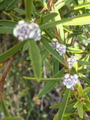 (c) Khands, some rights reserved (CC BY) Taxandria linearifolia, photograph (c) Khands, some rights reserved (CC BY)