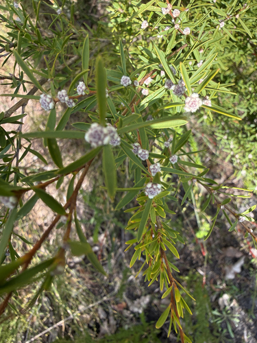 Taxandria linearifolia