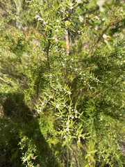 (c) Khands, some rights reserved (CC BY) Taxandria linearifolia, photograph (c) Khands, some rights reserved (CC BY)