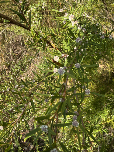 Taxandria linearifolia, photograph 4