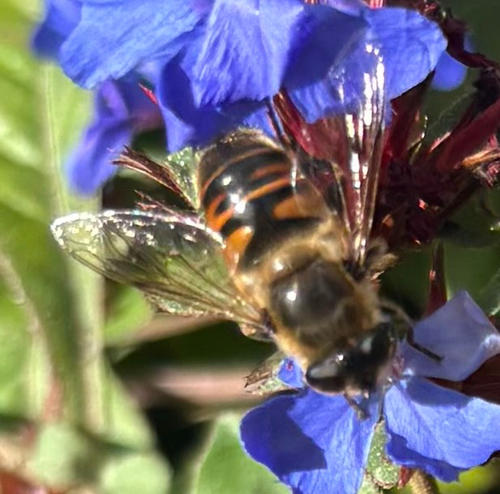 Common Drone Fly