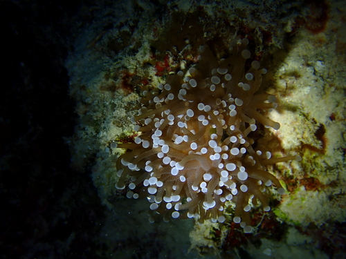 Euphyllia glabrescens observed 2026-09-21