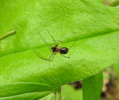 Linyphia hortensis