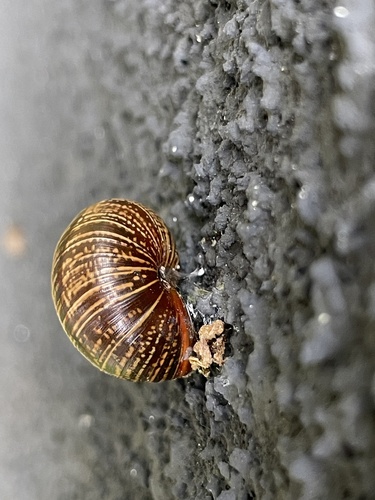 Copse Snail