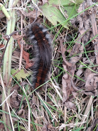 Fox Moth