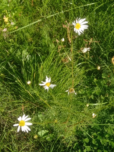 scentless mayweed