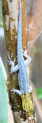 Sphaerodactylidae