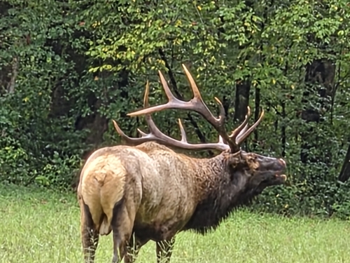 Wapiti