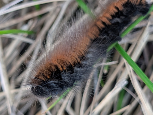Fox Moth
