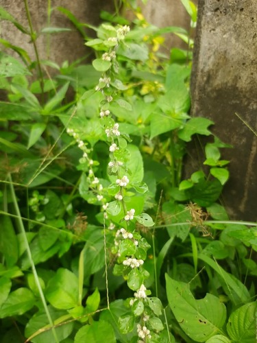 mountain knotgrass