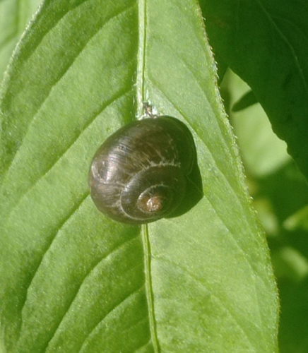 Copse Snail