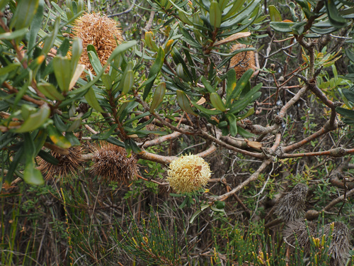 Banksia marginata, photograph 5