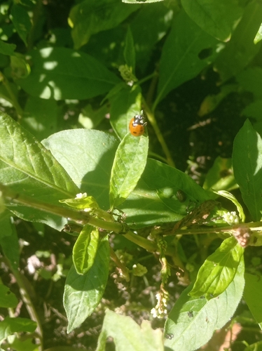 Seven-spotted Lady Beetle