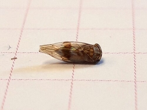 Tremulicerus tremulae