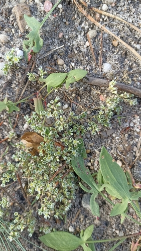 Perennial Knawel