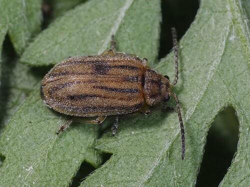 ragweed leaf beetle