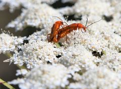 Rhagonycha fulvaliena
