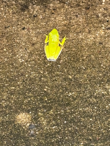 Green Treefrog