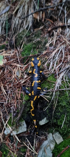 Fire Salamander