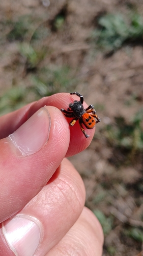 Ladybird Spider